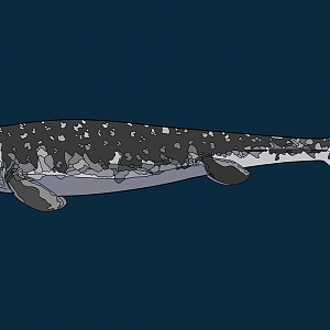Mosasaurus (Mosasaurus hoffmannii)