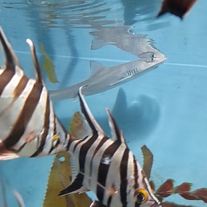 Gummy Shark and Old Wife