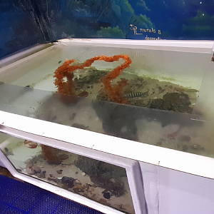 Port Jackson Shark Tank