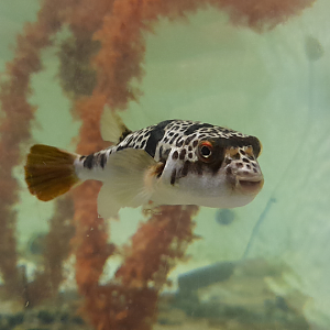 Common Toadfish or Smooth Toadfish? Seen at Seahorse World