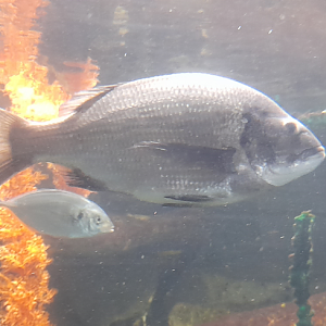 Black Bream