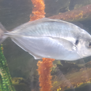 Skipjack Trevally