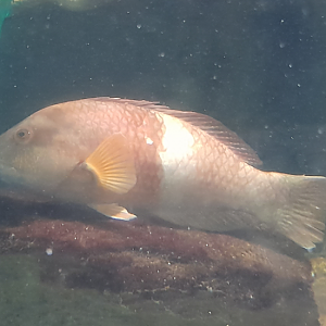 Blue-Throated Wrasse