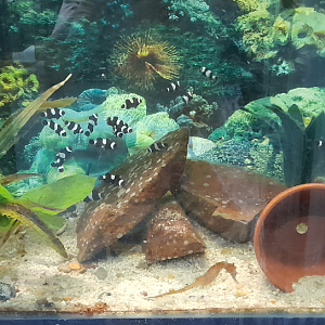 Clownfish Tank