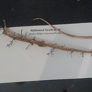Ribboned Seadragon Specimen