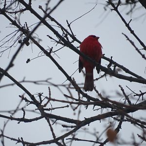 Male Northern Cardinal