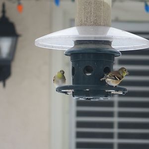 American goldfinches