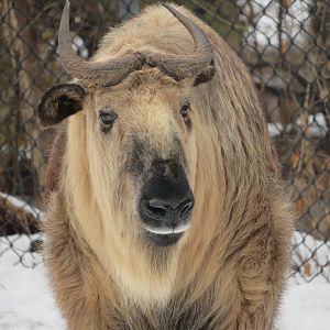 Sichuan takin