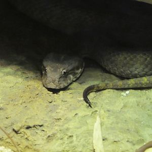 Animal Planet Australia: Wild Extremes - Plains Death Adder