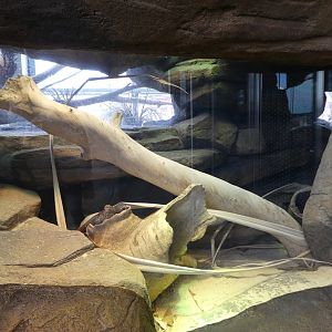 Animal Planet Australia: Wild Extremes - Black-headed Python Exhibit