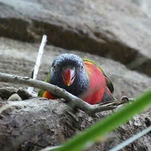 Animal Planet Australia: Wild Extremes - Rainbow Lorikeet