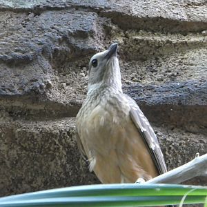 Animal Planet Australia: Wild Extremes - Fawn-breasted Bowerbird