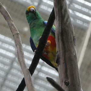 Animal Planet Australia: Wild Extremes - Mulga Parrot