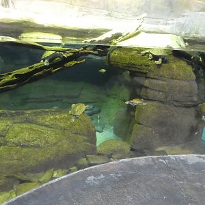 Animal Planet Australia: Wild Extremes - Crocodile, Turtle, Rainbowfish Exhibit