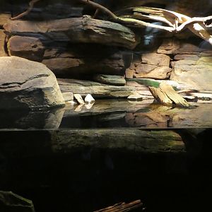 Animal Planet Australia: Wild Extremes - Monitor, Turtle, Grunter Exhibit