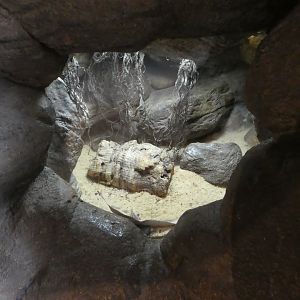 Animal Planet Australia: Wild Extremes - Three-lined Knob-tailed Gecko Exhibit