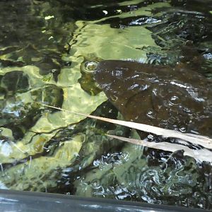 Animal Planet Australia: Wild Extremes - Australian Lungfish