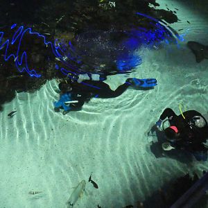 Blacktip Reef - Divers