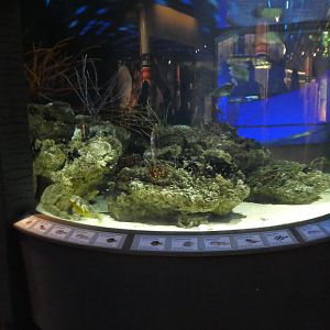 Living Seashore - Filefish, Burrfish, Searobin Exhibit