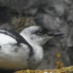 North Atlantic to Pacific - Sea Cliffs - Black Guillemot