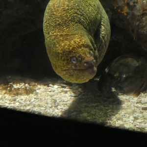 North Atlantic to Pacific - Kelp Forest - California Moray
