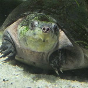 Amazon River Forest - Big-headed Amazon River Turtle