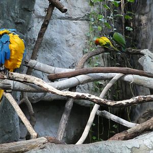 Upland Tropical Rainforest - Parrots