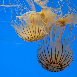 Jellies Invasion - Japanese Sea Nettles