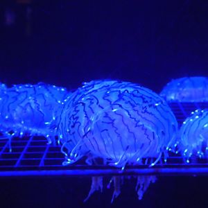 Jellied Invasion - Flower Hat Jellies