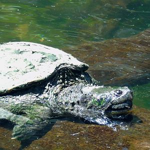 Central American snapping turtle (Chelydra rossignonii)