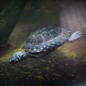 Black Pond Turtle