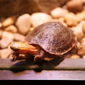 McCord's Box Turtle (Cuora mccordi)
