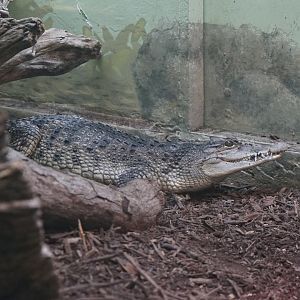 Philippine Crocodile (Crocodylus mindorensis)