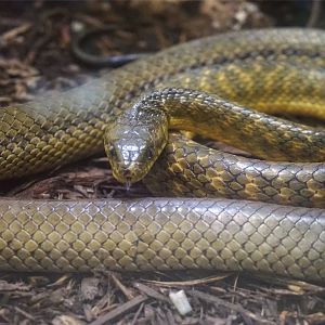 Brown Tree Snake (Boiga irregularis)