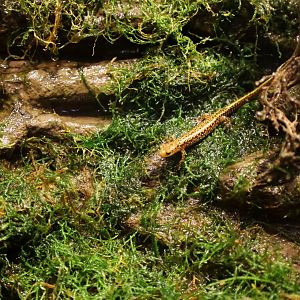Long-tailed Salamander (Eurycea longicauda)