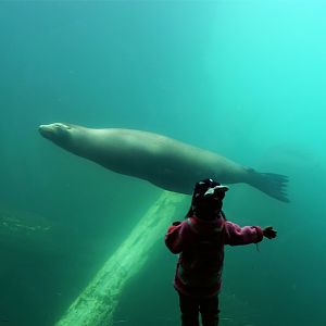 Sea Lion and Girl