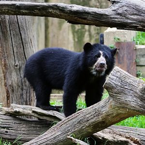 Muniri the Spectacled Bear, July 2015