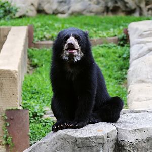 Mayni (Holt) the Spectacled Bear, July 2015