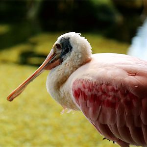 Roseate Spoonbill