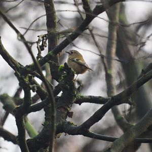 Goldcrest