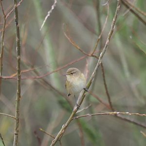 Common Chiffchaff