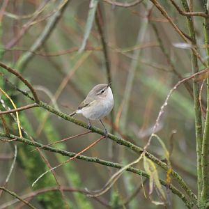 Siberian Chiffchaff