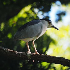 Black-crowned Night Heron