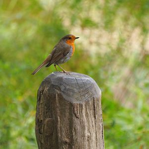 European Robin