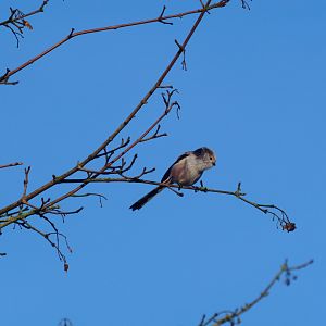 Long-tailed Tit