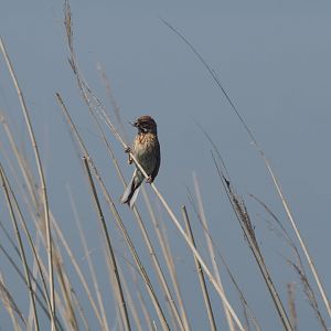 Reed Bunting