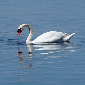 Mute Swan