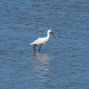 European Spoonbill