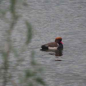 Red-crested Pochard