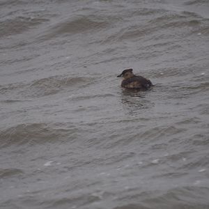 Little Grebe